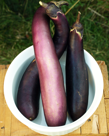 Eggplants and Baba Ganoush