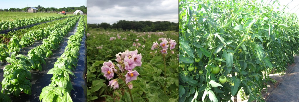 Basil, Potato Flowers and Greenhouse Tomatoes