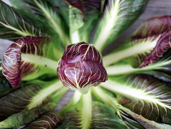 Radicchio