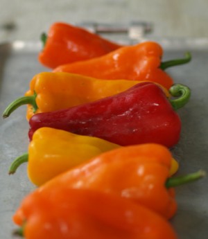 Sweet peppers