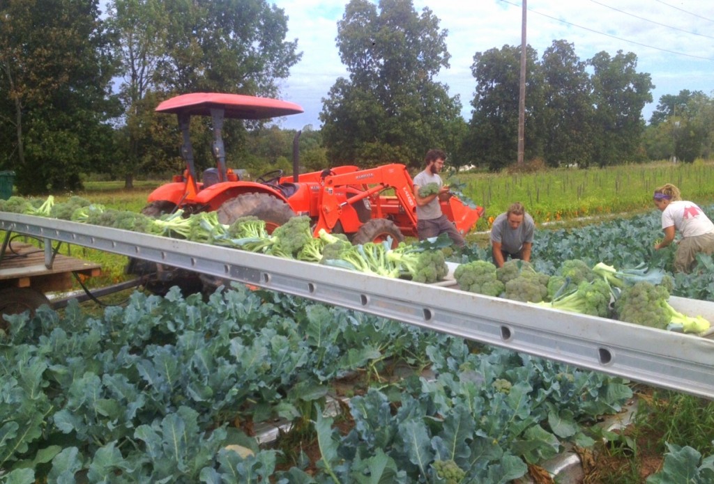 Broccoli Harvest