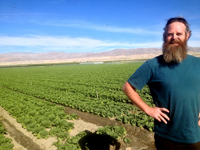 Acres and acres of head lettuce in the Imperial Valley.
