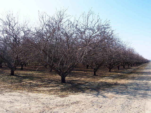 Thousands of acres of almonds trees in the Central Valley.