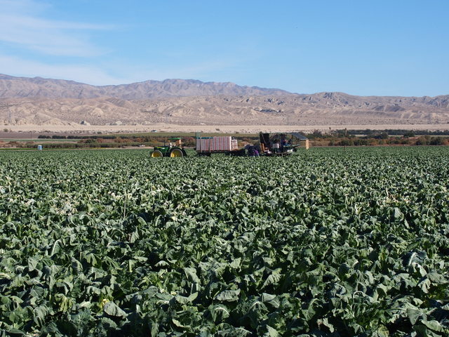 Cauliflower harvest in Imperial Valley.