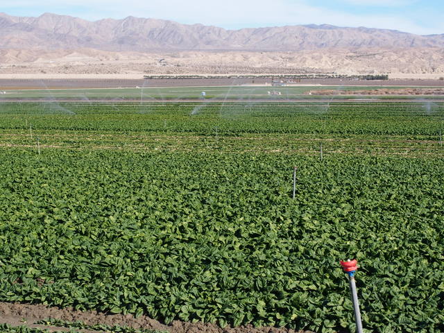 Irrigated spinach fields in the Imperial Valley.