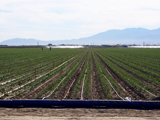 Garlic in the Imperial Valley fed by a series of irrigation ditches and tubing.