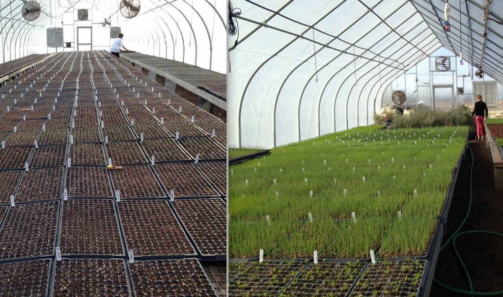 The greening of the greenhouses from March to April.