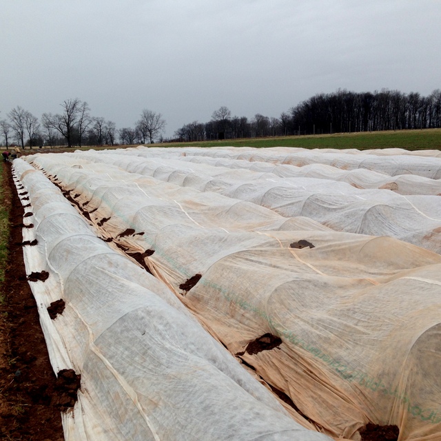 Row cover protects a field of spring greens from wind and cold weather.