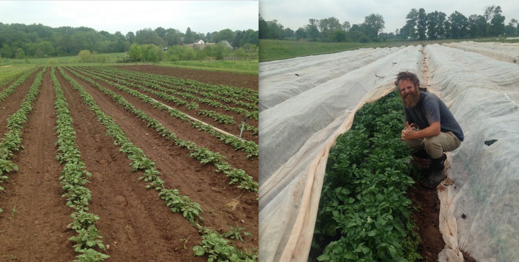 On the left is a field of potatoes on bare ground, irrigated with overhead sprinklers. On the right is a field of potatoes planted on black plastic mulch, irrigated with drip, and covered with row covers.