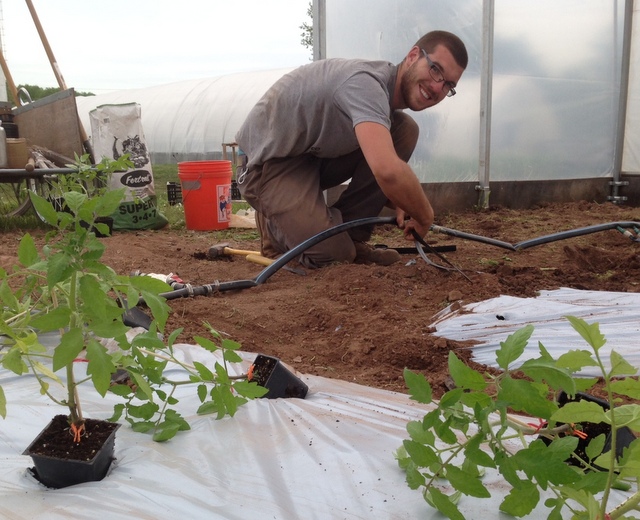 Justin hooks up drip irrigation on the greenhouse heirloom tomatoes.