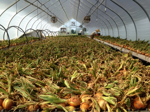 Storage onions harvested and being laid out to dry and cure.