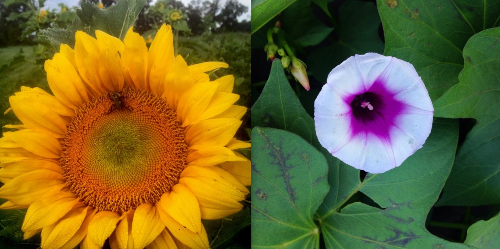 Sunflower; sweet potato flower.