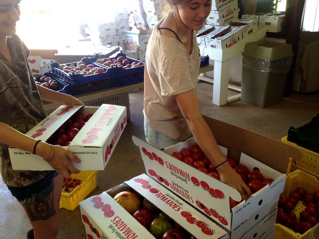 Melissa and Emma are packing tomatoes for wholesale accounts like Zone 7 and Ambrogi's.