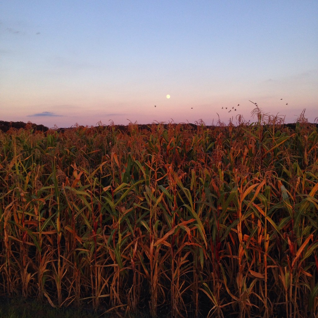 August's super moon, or the full "corn moon" , rising over our popcorn planting.