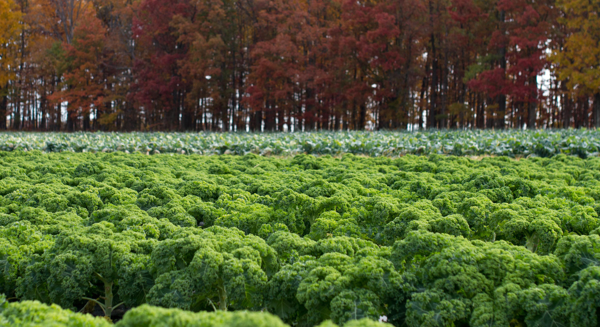 COME SHARE THE HARVEST