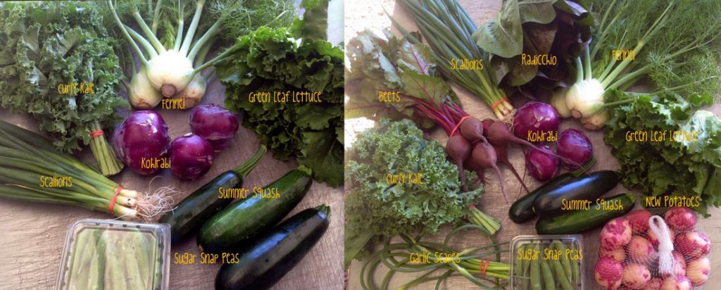 June 15 delivery shares, medium box on the left and large box on the right. Pictured at teh top of the post is CSA on-farm share week #3/A, 6/14/16.