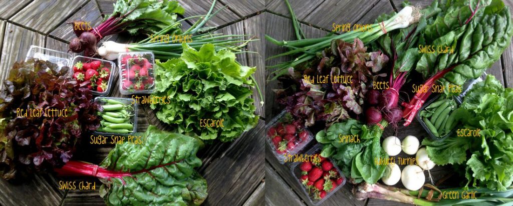 Photo above, left to right: Medium and Large delivery Share 6/8/16.