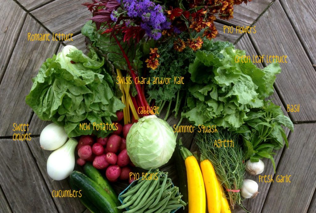 CSA on-farm share, week #6, 7/5/16, week B.